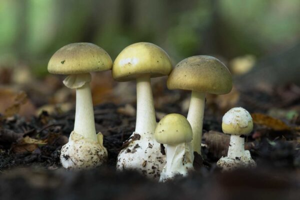 Buy Liberty Caps Online in the UK