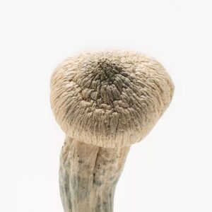 Albino Penis Envy Mushroom for sale UK