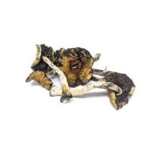 Mexicana Mushrooms online UK