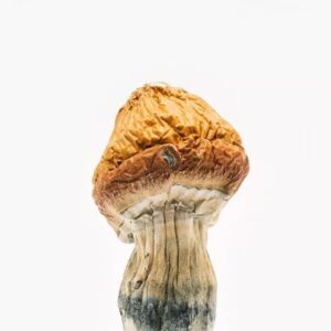Malabar Mushroom Online UK