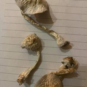 What Are the Risks of Incorrect Dosage with Magic Mushrooms UK?