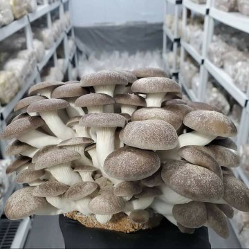 Exploring the World of Psychedelic Mycology: Why UKMushroom.uk is Your Trusted Source for Fresh Magic Mushrooms