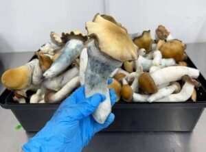 The Most Potent Magic Mushroom Strains (Psilocybin) in the UK and Europe