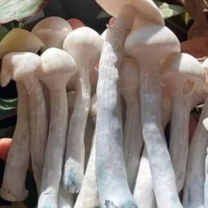 Health Benefits of Fresh Psychedelic Magic Mushrooms in the UK and Europe