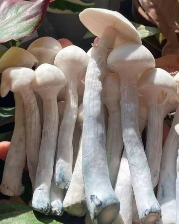 Health Benefits of Fresh Psychedelic Magic Mushrooms in the UK and Europe