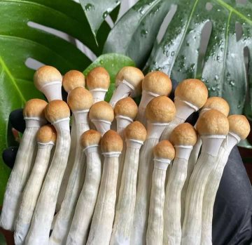 Exploring the World of Psilocybin Magic Mushrooms in the UK and Europe