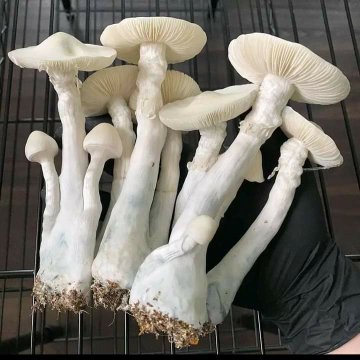 How to Grow Psilocybin Magic Mushrooms in the UK and Europe: Expert Guidance from UKMushroom.uk