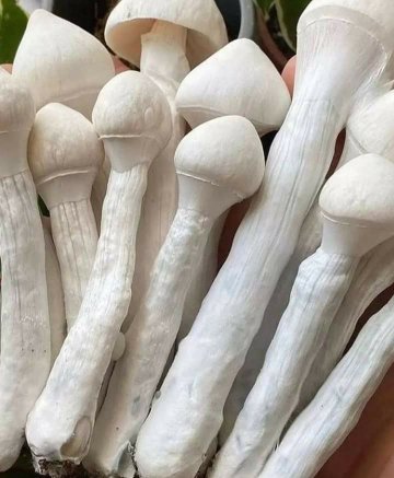 Where to Find a Trusted Retailer for Psychedelic Magic Mushrooms in the UK and Europe