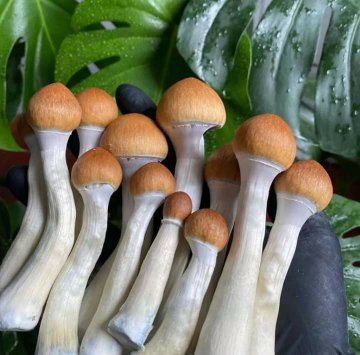 Can Psilocybin Magic Mushrooms Boost Immunity Against the Marburg Virus or Hantavirus?