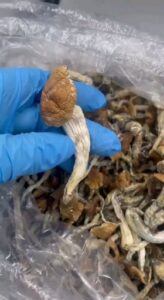 Where to Buy Magic Mushrooms Online: Best Sources & Tips