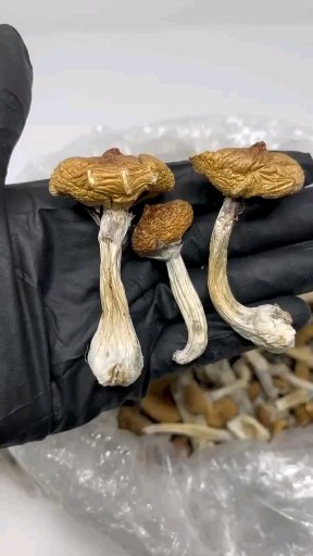 The Truth About Magic Mushrooms: Do They Really Work?