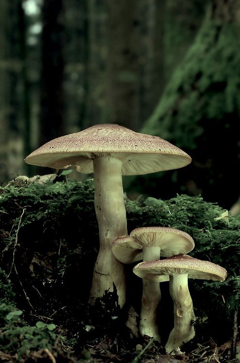 Buy Amazonian Magic Mushrooms UK and Europe