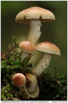 Buy Amazonian Magic Mushrooms UK and Europe