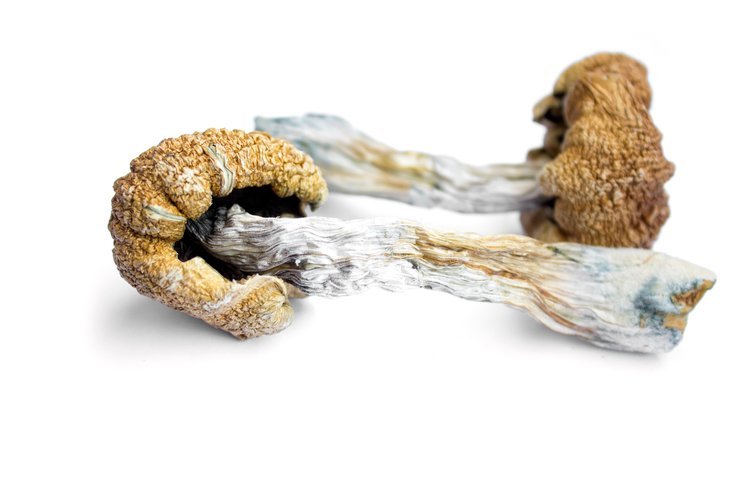 How Dried Magic Mushrooms Have Influenced Traditional Practices and Modern Research