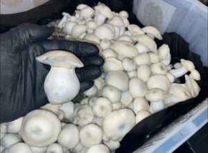 Where Can I Buy Fresh Magic Mushrooms (Psilocybin) in the UK and Europe?