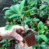 Where to Buy Tabernanthe Iboga Seeds Near Me in the UK and Europe 🌍🌱
