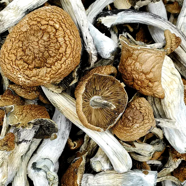 Where Can I Buy Psilocybin Mushrooms Near Me in the UK and Europe?