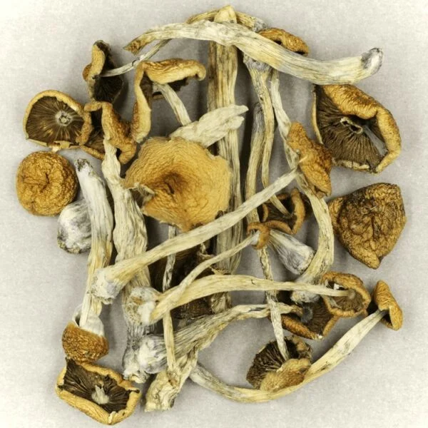 Where Can I Buy Dry Magic Mushrooms (Psilocybin) in the UK and Europe?