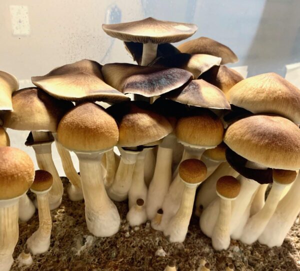 Buy Amazonian Magic Mushrooms UK and Europe