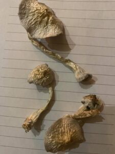 Buy Blue Meanes Mushrooms Online UK