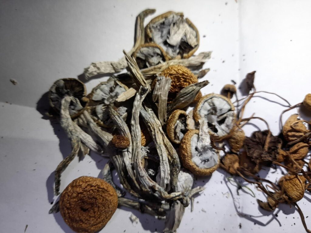 Finding the Best Mushroom Dispensary for Psilocybin in the UK and Europe