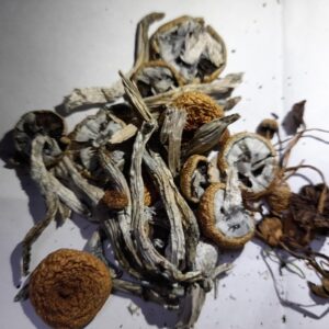 Where to Buy Golden Teacher Magic Mushrooms UK and Europe