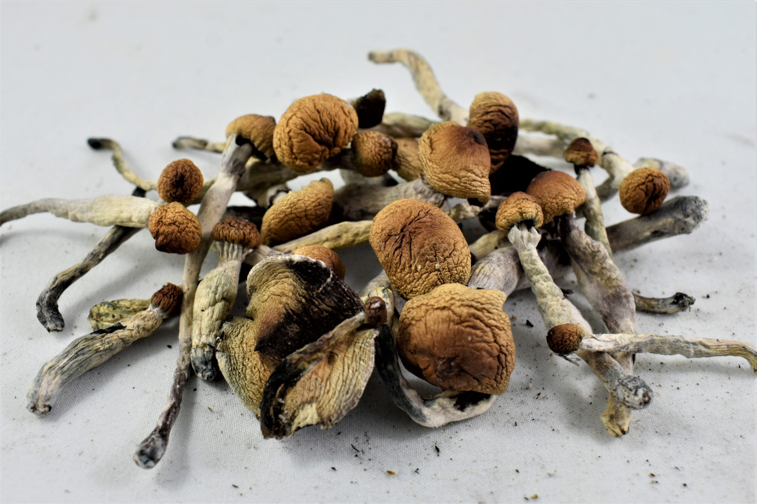 Which Psychedelic Magic Mushroom is Best for Detoxification in the UK and Europe?