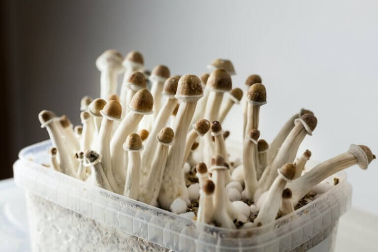 Where Can I Buy Penis Envy Mushroom Grow Kits in the UK and Europe?